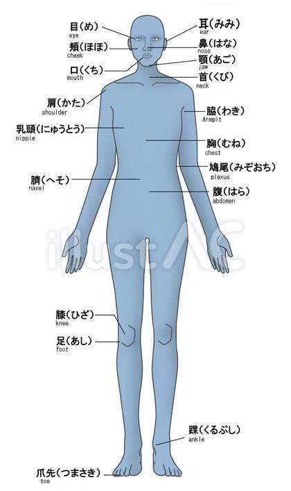 人中部 部位|人体の区分